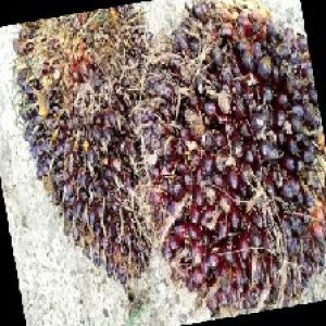 underripe_train (1095).jpg