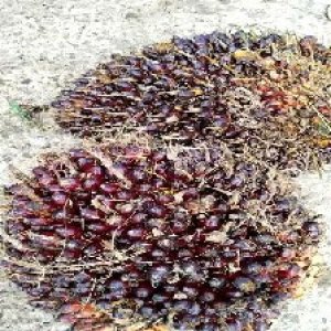 underripe_train (1096).jpg