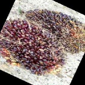 underripe_train (1098).jpg