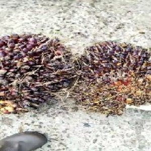 underripe_train (1099).jpg