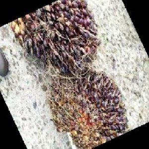 underripe_train (1100).jpg