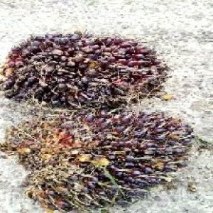 underripe_train (1103).jpg