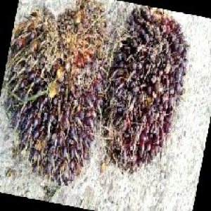 underripe_train (1104).jpg