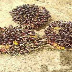 underripe_train (1108).jpg