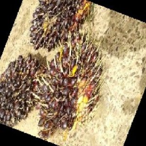 underripe_train (1109).jpg