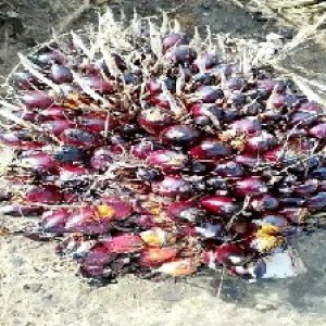 underripe_train (111).jpg