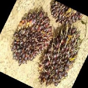 underripe_train (1115).jpg