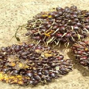 underripe_train (1117).jpg