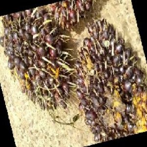 underripe_train (1118).jpg