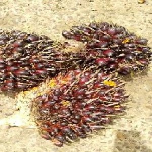 underripe_train (1120).jpg