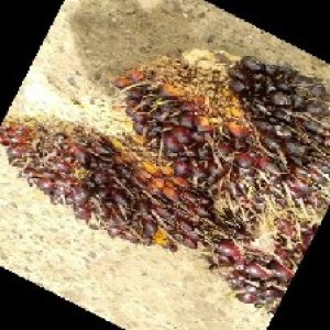 underripe_train (1121).jpg