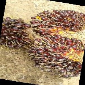 underripe_train (1123).jpg