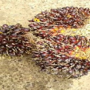 underripe_train (1124).jpg