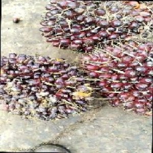 underripe_train (1129).jpg