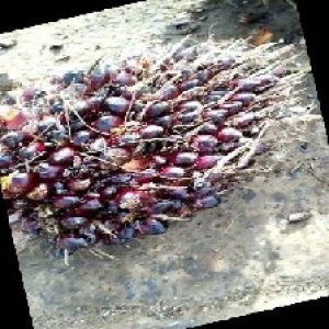 underripe_train (113).jpg