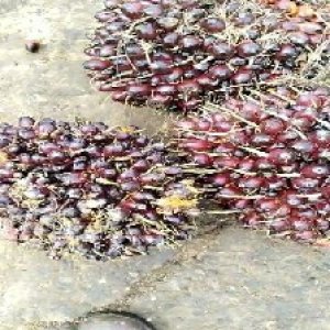 underripe_train (1130).jpg