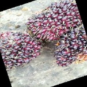 underripe_train (1133).jpg