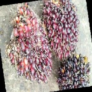 underripe_train (1136).jpg