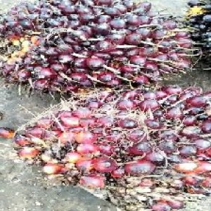 underripe_train (1138).jpg