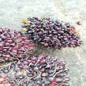 underripe_train (1139).jpg