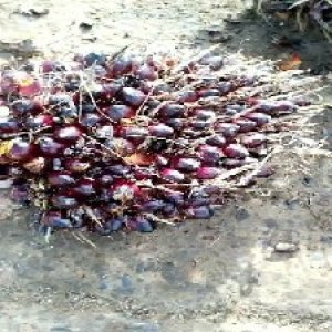 underripe_train (114).jpg