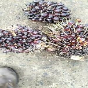 underripe_train (1143).jpg