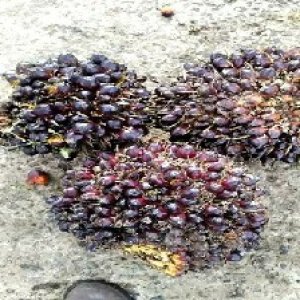 underripe_train (1146).jpg