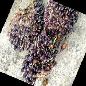 underripe_train (1147).jpg