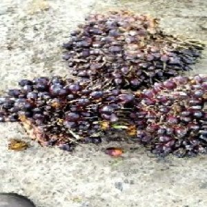 underripe_train (1148).jpg