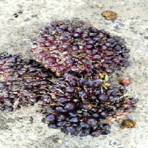 underripe_train (1149).jpg