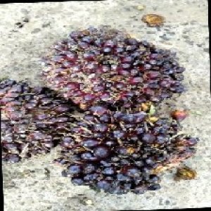 underripe_train (1150).jpg