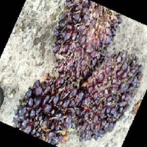 underripe_train (1152).jpg