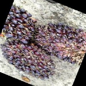 underripe_train (1153).jpg