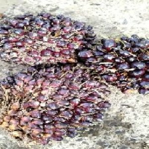 underripe_train (1155).jpg