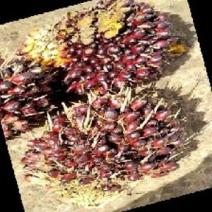 underripe_train (1157).jpg