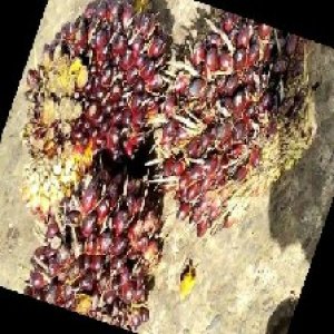 underripe_train (1159).jpg