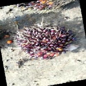 underripe_train (116).jpg