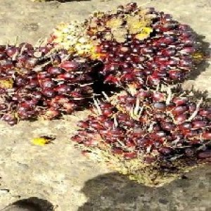 underripe_train (1160).jpg