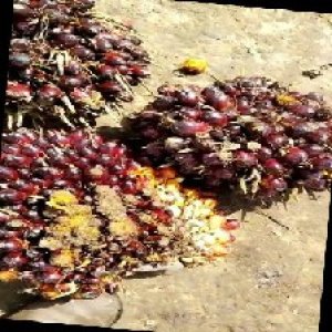 underripe_train (1162).jpg