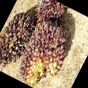 underripe_train (1166).jpg