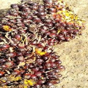 underripe_train (1168).jpg