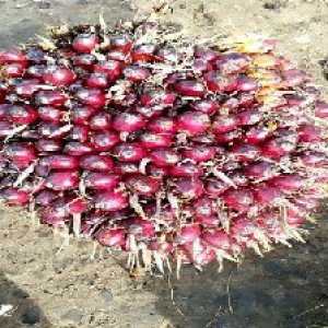 underripe_train (117).jpg