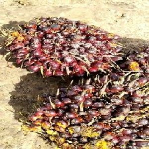 underripe_train (1170).jpg