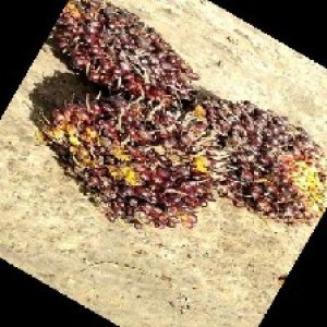 underripe_train (1171).jpg