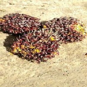 underripe_train (1172).jpg