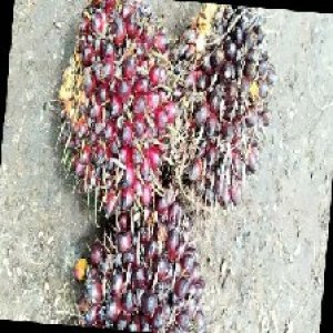 underripe_train (1173).jpg