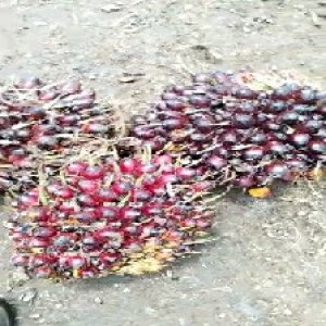 underripe_train (1175).jpg