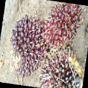 underripe_train (1177).jpg