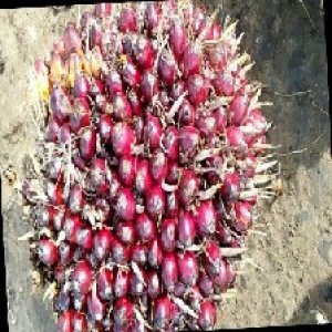 underripe_train (118).jpg