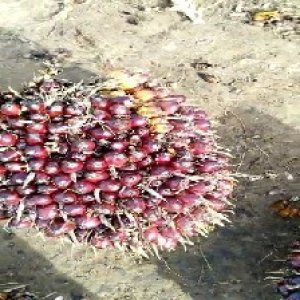 underripe_train (119).jpg